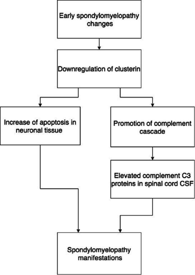 【佳学基因检测】脊髓型颈椎病的基因检测及蛋白质组学检测指标